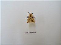 藏品(碎斑黃東燈蛾)的圖片